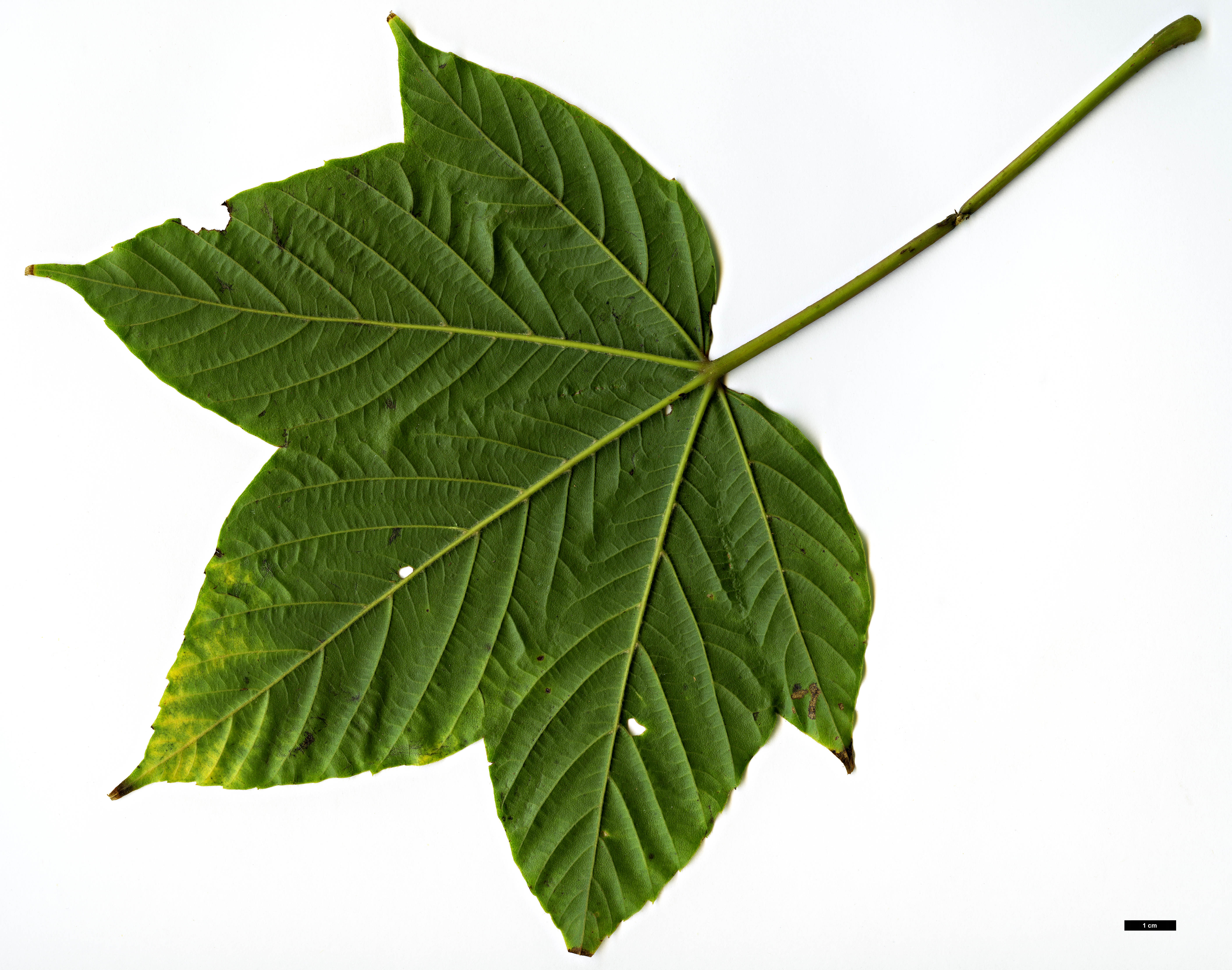 High resolution image: Family: Sapindaceae - Genus: Acer - Taxon: sterculiaceum - SpeciesSub: subsp. sterculiaceum